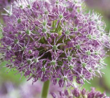 Allium  Stipitatum  2-pack Online now