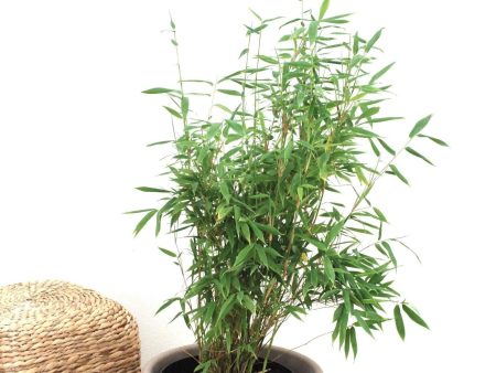 Bergsbambu - Simba - Fargesia murielae 80-100cm, Co 10 Online Hot Sale