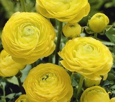 Bukettranunkel-Ranunculus asiaticus  Yellow  10-pack Discount