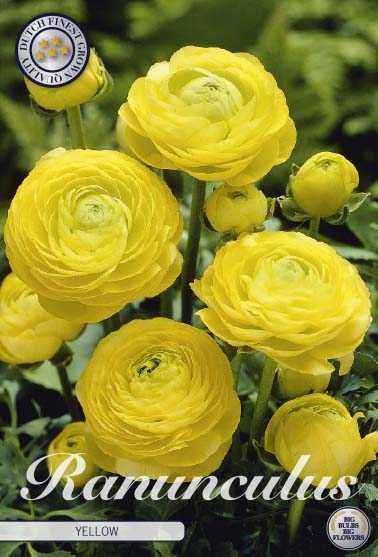 Bukettranunkel-Ranunculus asiaticus  Yellow  10-pack Discount