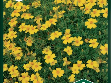 Tagetes, Liten, Lemon Star Online Hot Sale