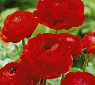 Bukettranunkel-Ranunculus asiaticus  Red  10-pack For Cheap