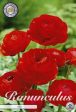 Bukettranunkel-Ranunculus asiaticus  Red  10-pack For Cheap