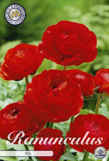 Bukettranunkel-Ranunculus asiaticus  Red  10-pack For Cheap