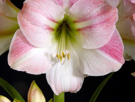 Amaryllis-Hippeastrum  Apple Blossom  1-pack For Discount