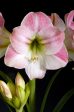 Amaryllis-Hippeastrum  Apple Blossom  1-pack For Discount