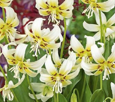 Hundtandslilja-Erythronium  White Beauty  1-pack Cheap