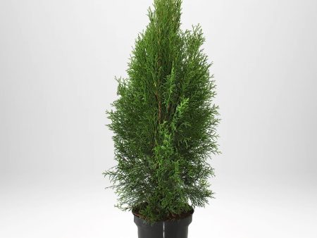 Thuja Smaragd 80-100 cm, Co 3 » LQ Online now