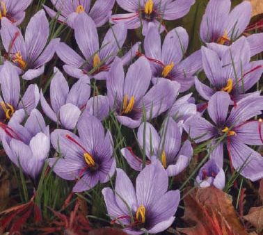 Krokus-Crocus botanical  Sativus  10-pack Online