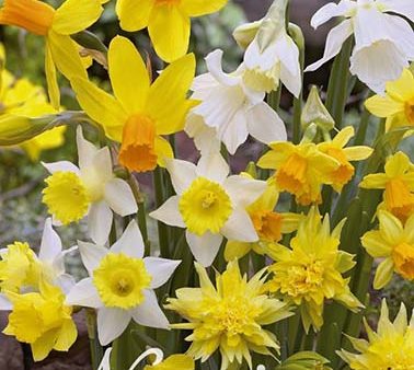 Narcissus Botanical Mixed 10-pack For Cheap