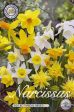 Narcissus Botanical Mixed 10-pack For Cheap