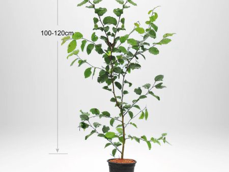 Avenbok Carpinus betulus  krukodlad 100-120cm Co 2-3 Online Sale