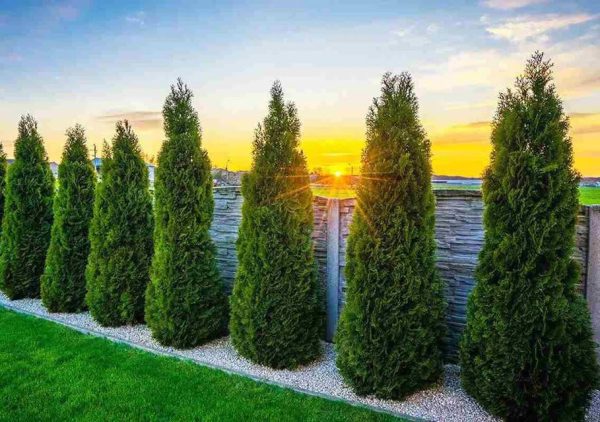 Thuja Smaragd 225-250 cm, Co 50L » LQ Fashion