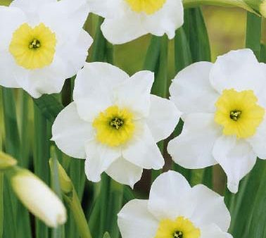 Narcissus  Segovia  10-pack Cheap