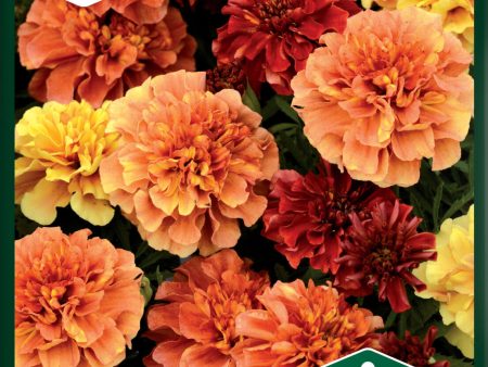 Tagetes, Sammets-,  Strawberry Blonde  Cheap