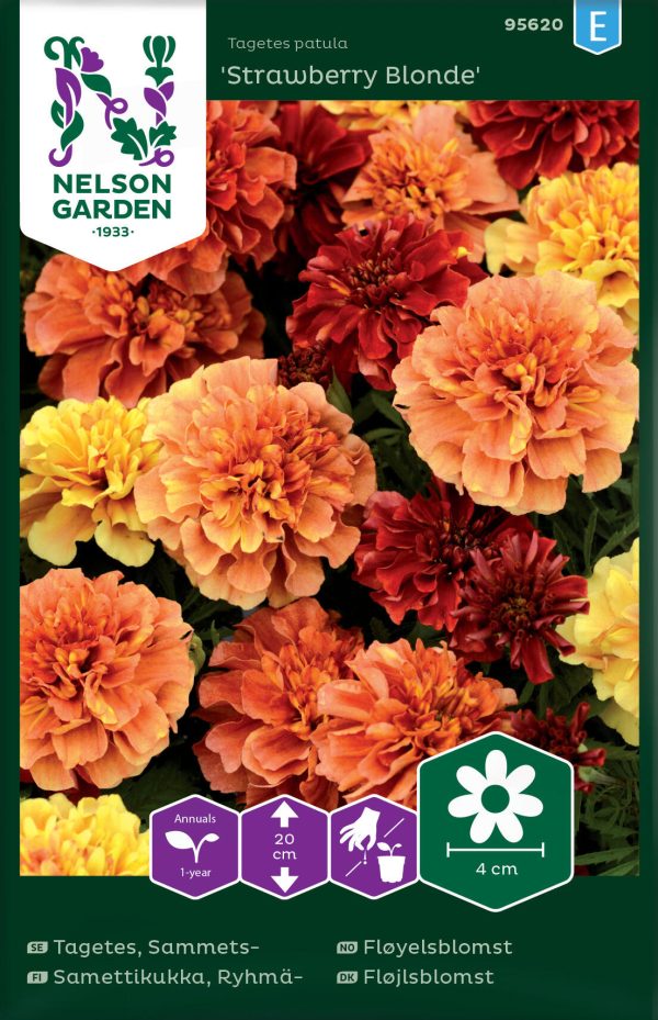 Tagetes, Sammets-,  Strawberry Blonde  Cheap