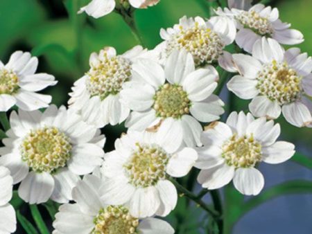 Achillea ptarmica Online Sale