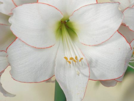 Amaryllis-Hippeastrum  Picotee  1-pack Supply