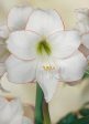 Amaryllis-Hippeastrum  Picotee  1-pack Supply