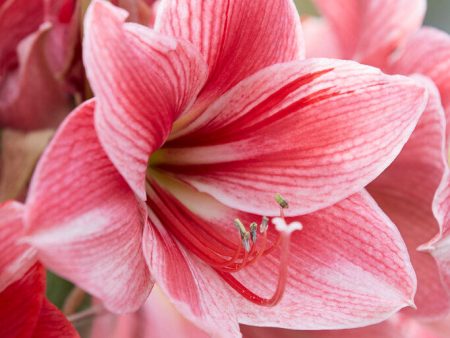 Amaryllis-Hippeastrum  Gervase  1-pack Cheap