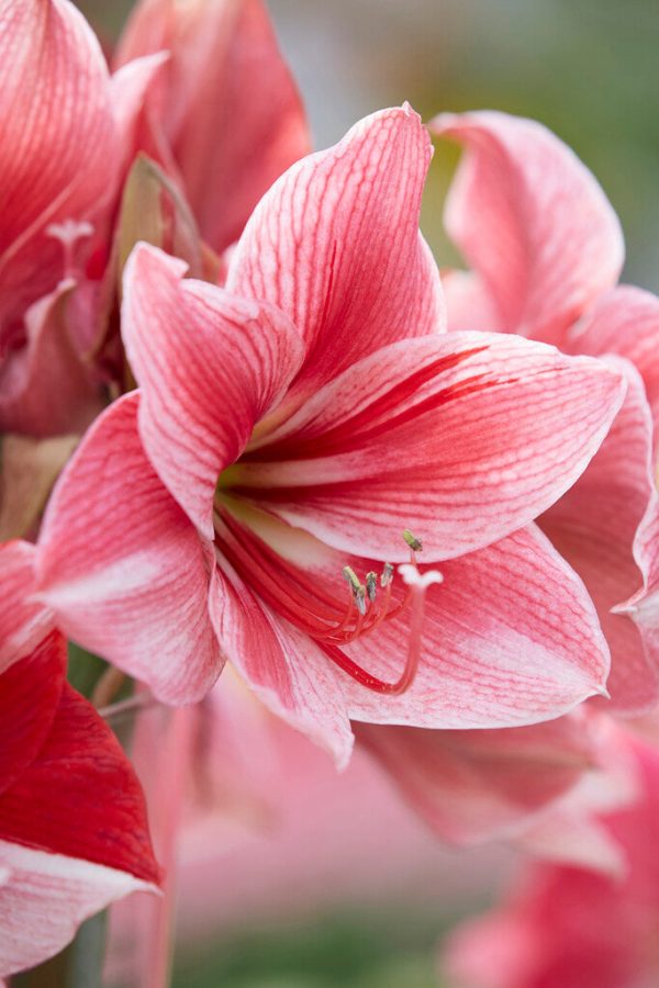 Amaryllis-Hippeastrum  Gervase  1-pack Cheap