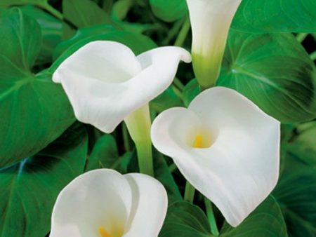 Zantedeschia aethiopica Fashion