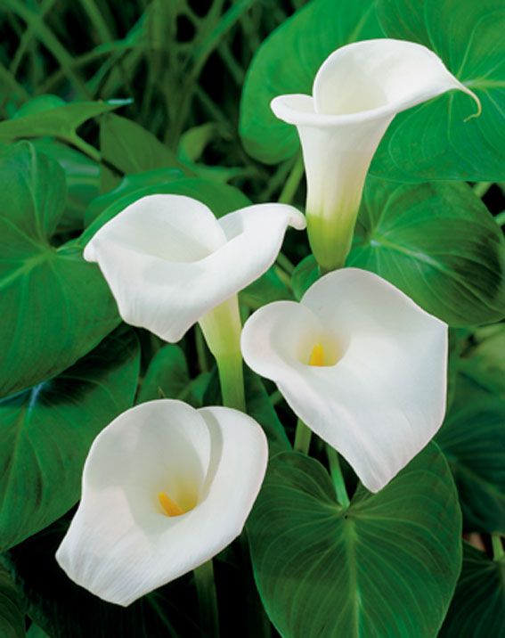 Zantedeschia aethiopica Fashion