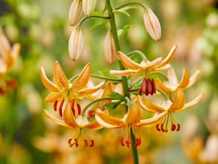 Krollilja-Lilium martagon  Guinea Gold  1-pack For Cheap