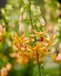 Krollilja-Lilium martagon  Guinea Gold  1-pack For Cheap