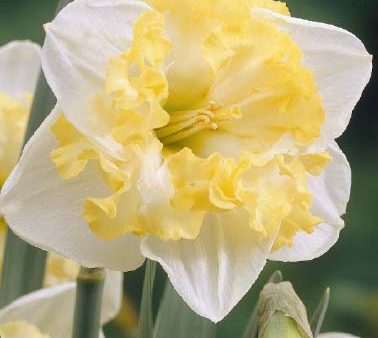 Narcissus Printal 5-pack Supply