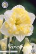 Narcissus Printal 5-pack Supply