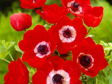 Bukettanemon-Anemone Coronaria  Hollandia  20-pack Online Hot Sale