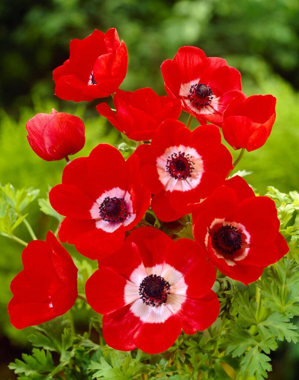 Bukettanemon-Anemone Coronaria  Hollandia  20-pack Online Hot Sale