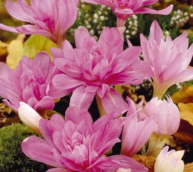 Tidlösa-Colchicum  Waterlily  1-pack Discount