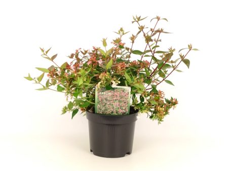 Abelia grandiflora Hot on Sale