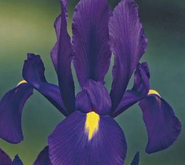 Holländsk iris-Iris hollandica  Purple Sensation  15-pack Discount