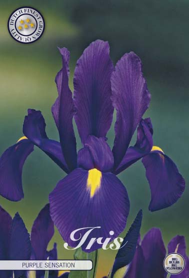 Holländsk iris-Iris hollandica  Purple Sensation  15-pack Discount