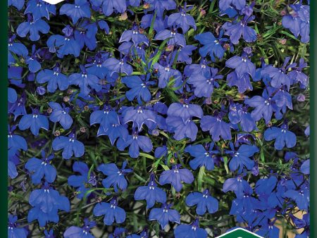 Lobelia, Kant-, Crystal Palace For Discount