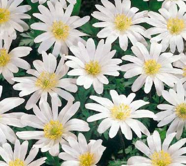 Balkansippa-Anemone Blanda  White Splendour  10-pack For Discount