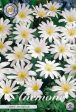 Balkansippa-Anemone Blanda  White Splendour  10-pack For Discount