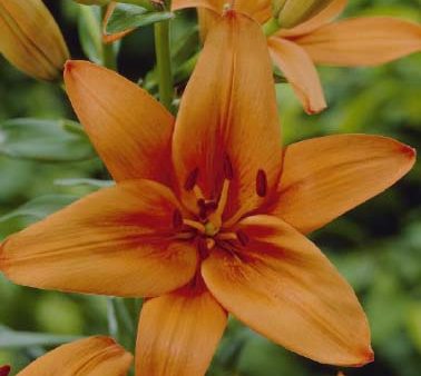 Asiatlilja-Lilium asiatic  Orange  2-pack Online Hot Sale