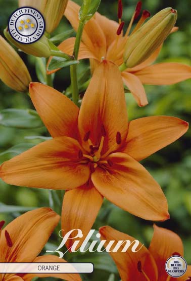 Asiatlilja-Lilium asiatic  Orange  2-pack Online Hot Sale