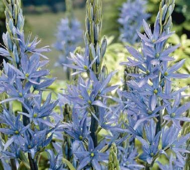 Stjärnhyacint-Camassia Blue 3-pack Online