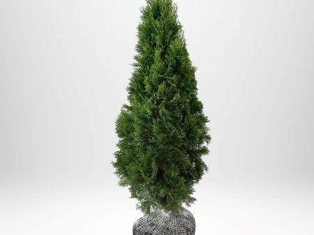 Thuja Smaragd 80-100 cm, RB » LQ Fashion