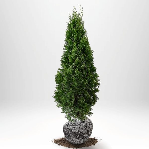 Thuja Smaragd 80-100 cm, RB » LQ Fashion