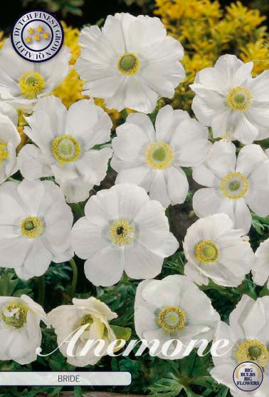 Bukettanemon-Anemone Coronaria  Bride  20-pack Discount