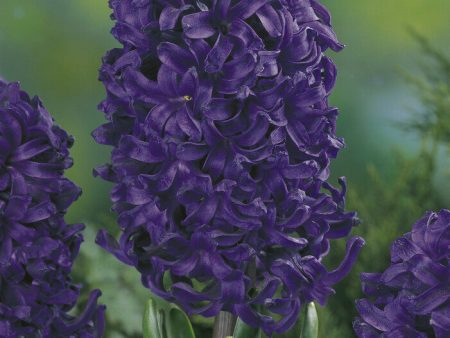 Hyacinth  Spring Field  5-pack Discount