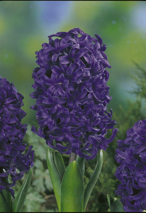 Hyacinth  Spring Field  5-pack Discount