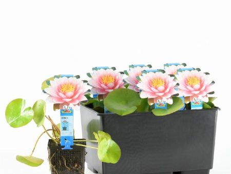 Nymphaea  Hollandia  For Discount