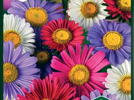 Aster, Enkel, bl färger Online now